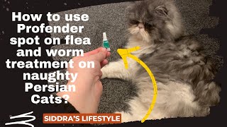 How To Apply A Spot On Wormer amp Flea Treatment [upl. by Behah]