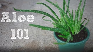 How to repot an Aloe Vera plant  Aloe 101 [upl. by Kerby931]