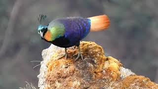 Himalayan Monal  हिमालयी मोनाल Lophophorus impejanus  Impeyan monal Himalayan pheasant [upl. by Noma802]