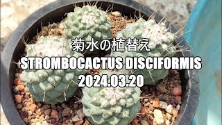 菊水の植替え Strombocactus disciformis 2024 03 20 [upl. by Ttocs]