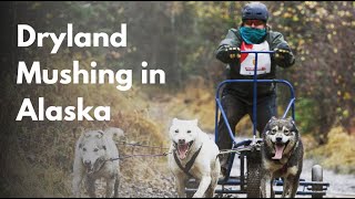 Dryland Mushing in Alaska  First Paw Media [upl. by Eugenia613]