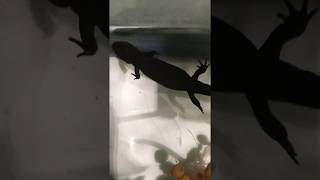 Fire Bellied Toad and Fire Bellied Newt together in a aquarium [upl. by Merth]