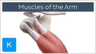 Muscles of the arm  Origin Insertion amp Innervation  Human Anatomy  Kenhub [upl. by Nalod]