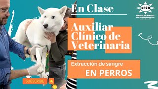 En Clase de Auxiliar Clínico de Veterinaria  Extracción de sangre en perros [upl. by Eutnoj]