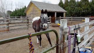 Prince  Living with Equine Cushings Disease [upl. by Lubet967]