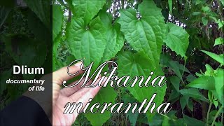 Bitter vine Mikania micrantha [upl. by Matta]