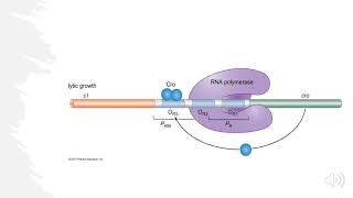 Lambda Bacteriophage Lytic vs Lysogenic Decision Explained [upl. by Anirtap]