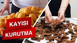 Kayısı Nasıl Kurutulur  Doğal Kayısı Kurutma Yöntemi  Kükürtsüz İlaçsız Gün Kurusu [upl. by Aurora]