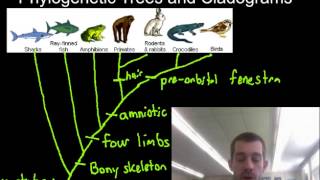 1 B 2 Phylogenetic Trees and Cladograms [upl. by Sacks477]