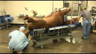 Surgery on a horse at Pioneer Equine Hospital [upl. by Adnovad105]