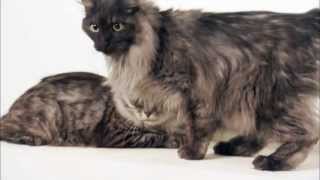 Cats 101 Animal Planet  Kurilian Bobtail  High Quality [upl. by Corbett]