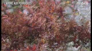 Larbre aux perruques Cotinus coggygria [upl. by Wester]