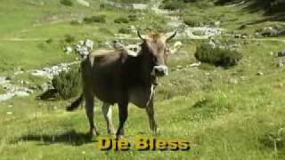 Jodellied Die Bless mei Kuah Jodler  Tiroler Abend DVD [upl. by Oicnerolf]