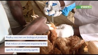 Expert Types of poultry vaccines and importance [upl. by Nuahc]