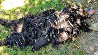 TONS OF MUD In Hair The Hardest Groom Ever [upl. by Jeniffer]