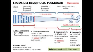 Embriología Desarrollo del sistema respiratorio y cavidades corporales [upl. by Aurelea392]