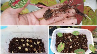 How to propagate caladium from tuber Bulbs [upl. by Noside771]