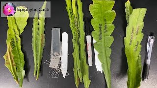 Disocactus hybrid cuttings information [upl. by Eecyaj]