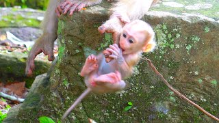 This monkey mother looks after newborn monkey so well  The Monkey Collective [upl. by Reisch]