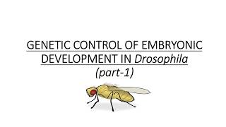 GENETIC CONTROL OF EMBRYONIC DEVELOPMENT IN DROSOPHILA  DEVELOPMENTAL BIOLOGY  PART1 [upl. by Marylin870]