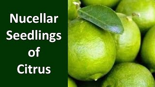 How to produce Nucellar Seedlings of Citrus [upl. by Llenet5]