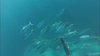 Spearfishing Australia [upl. by Rock]