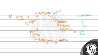 NADP is reduced to NADPH in [upl. by Pauwles]