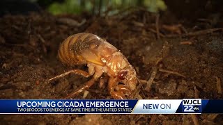 Georgia Cicadas set to emerge in May Heres what you can expect [upl. by Inamik]