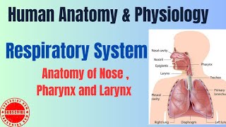 Anatomy of Nose  Pharynx and Larynx I Respiratory System I HAP pharmacynotes [upl. by Prinz]