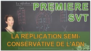 La réplication semiconservative de lADN  SVT  1ère Les Bons Profs [upl. by Terrill65]