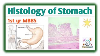 Histology of Stomach  1st year MBBS  The MBBS Hub doctor mbbs medical stomach [upl. by Aneehc]