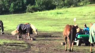 Parelli Natural Horse Training Tip  Respect at Feeding Time [upl. by Atinuj]