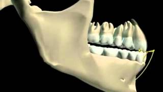 Mandibular Movement 3D [upl. by Ellord]