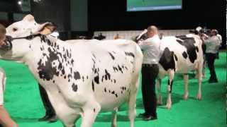 Concours Holstein Eurogénétique 2012 [upl. by Okoy433]