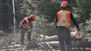 Abattage manuel et débardage forestier au cfp de Duchesnay [upl. by Ialocin]