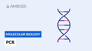 Polymerase Chain Reaction PCR DNA Amplification [upl. by Ritter141]