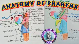 ANATOMY OF PHARYNX । Muscles of PHARYNX [upl. by Raynard]