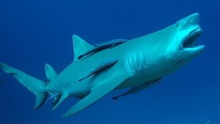 Dans les yeux du requin citron FullHD 2014 [upl. by Feldman]