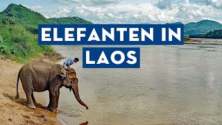 MekongFlusskreuzfahrt Elefanten in Laos [upl. by Aseuqram]