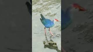 Greyheaded Swamphen 🤩searching food🤗Pawana River💥pls subscribe🙏 [upl. by Nylekcaj]