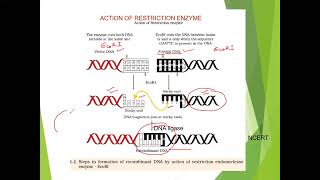 RECOMBINANT DNA TECHNOLOGY  XII BIOLOGY [upl. by Gnoz]