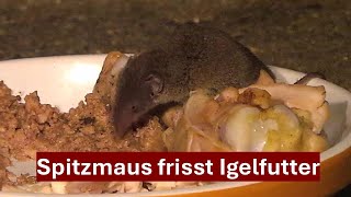 Spitzmaus quotKing Kongquot frisst Igelfutter auf dem Igelfutterplatz Nr 190 02072024 [upl. by Costanzia]