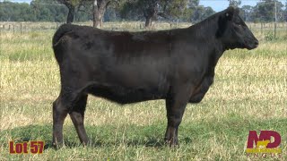 Lot 57 Merridale Vicky CMD22T16 [upl. by Nyleve]