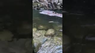 Capilano river fishing coho spring season 2024 [upl. by Smart]