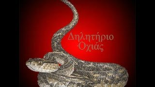 🐍 Δείτε γιατί ένα δάγκωμα από έχιδνα είναι σίγουρα μοιραίοViper Venom [upl. by Annovahs]