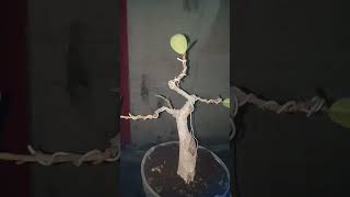 Proses bonsai beringin korea [upl. by Brooks905]