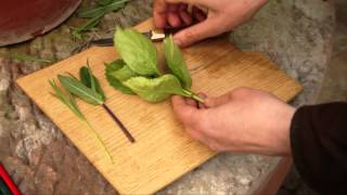 How to take softwood or soft tip cuttings [upl. by Trenna]