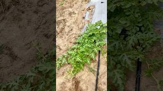 Huerta de Sandia en el Rancho ElArriero 🤠🍉 [upl. by Delisle]