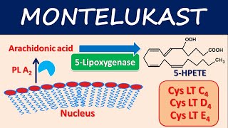 Montelukast Singulair  Mechanism side effects and uses [upl. by Aihsoek]