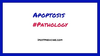 Apoptosis  Pathology [upl. by Sisco592]